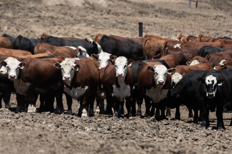 Hereford feedout program requires five head or more.