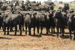 Fed cattle prices retreating