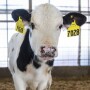 Allflex eartags