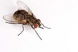 The adult stable fly is one of many biting, blood-feeding insects that aggravate livestock, pets and people.