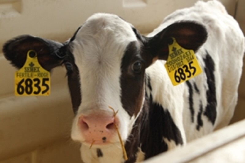 Calf   Purina 4 25 13   Copy