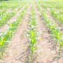 Does your stand look less than ideal? A difficult spring only brings complicated replant questions.