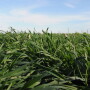Farmers Share Cover Crop Lessons