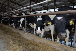 DT_Nebraska_Dairy_Cows