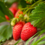 Close-up of strawberries in a field