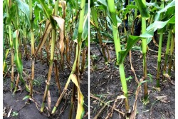 Pay attention to the “right place” factor of 4Rs to minimize yield loss