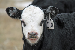 Baldy calf.png