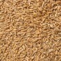 wheat seeds
