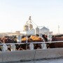 Hereford feedlot
