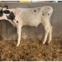 Salmonella infections commonly appear as gastro-intestinal issues; however, S. Dublin most often presents in calves as a respiratory illness.