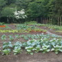 White House Vegetable Garden