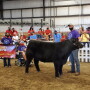 The steer raised by Rylie Timm and shown by Tate Schafer and Boone Myers was chosen as People’s Choice.