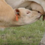 Share with us the timing of your primary calving season, whether it’s a tight 60-day window or a seasonal timeframe. We'll report the results back to you. 