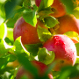 Fuji apples
