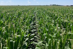 Cluster Corn in Kansas