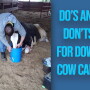 Down cows require immediate attention with assistance from a trained rescue team.