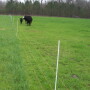 strip_grazing