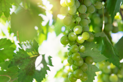 Green grapes in vineyard