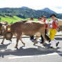 swiss_cows