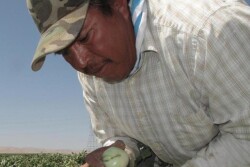 Farmworker Florentino Reyes picks tomatoes Tuesday, Aug. 30, 2016, at a field near Mendota, Calif. 