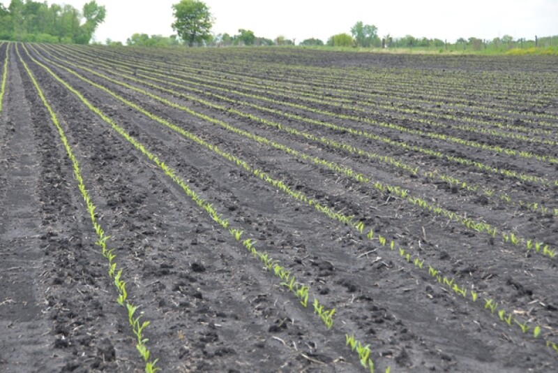 seedling corn field