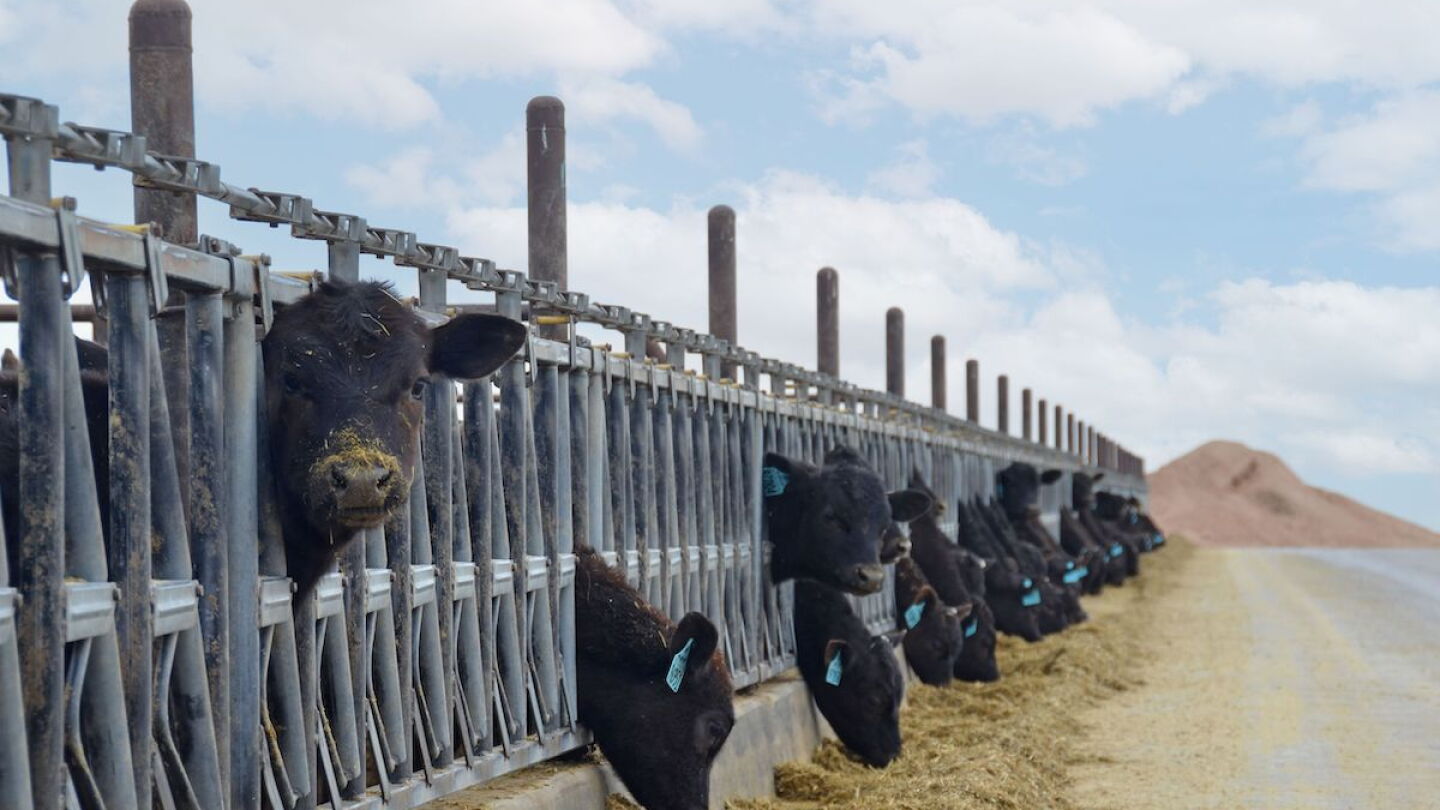 Beef-on-Dairy Cattle May Have More to Gain at Lighter Weights