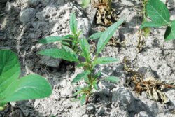 Waterhemp dead and alive