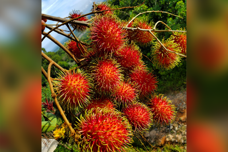 Rambutan fruit on a tree