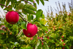 Apples on tree