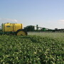 The Ninth Circuit Court ruling requires the EPA to either write a new rule to allow for the safe use of chlorpyrifos or halt all food residue tolerances of the insecticide, which would ban most uses of the chemical