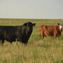 A bull on pasture with a cow herd.