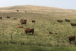 Pasture