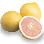 citrus pummelo