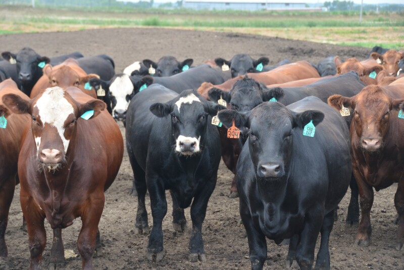 Cattle feeding margins slipped further into the red last week.
