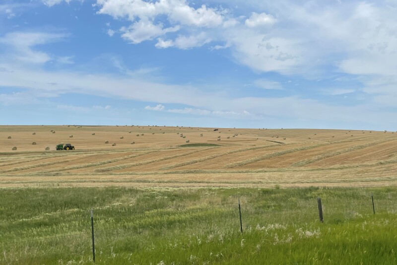 Wheat hay