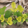 Iron_chlorosis