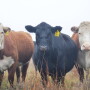Observe cows regularly prior to calving.