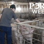 woman pets white sow in barn