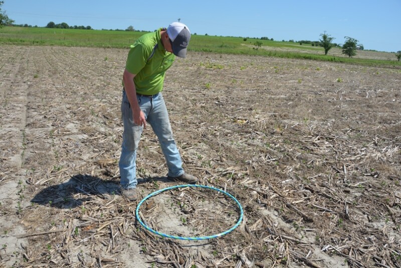 Hula hoops provide an additional technique for calculating soybean populations.