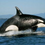 Orcas are threatened by the decline in salmon populations.