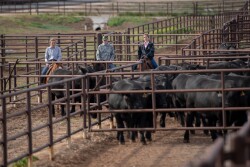 Moving bulls to the sorting pen behind the sale ring at Gardiner Angus Ranch's 40th Production Sale are Peyton Redfearn, a senior at Texas A&M, left; Drew Sherrerd, Wayne, Okla., and Adelaide Kline, a senior at Oklahoma State, right. 

