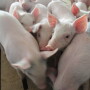 China is poised to increase pork imports.