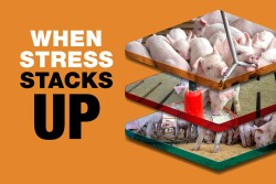 When Stress Stacks Up gold
