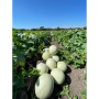 mas melons