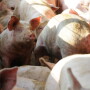 hogs_pigs_(96).JPG