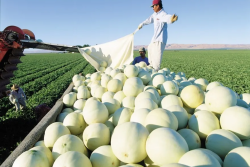 Turlock Fruit Co. Inc. melon harvest