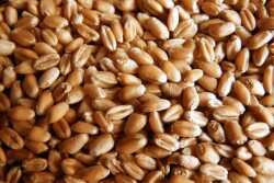 Russia’s poor start to spring means farmers may struggle to collect a wheat crop that’s near to last year’s record.
