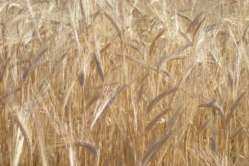 Wheat prices surged to a three-year high a while Thursday as Ukraine said it will limit exports of milling wheat after a drought wrecked European crops.