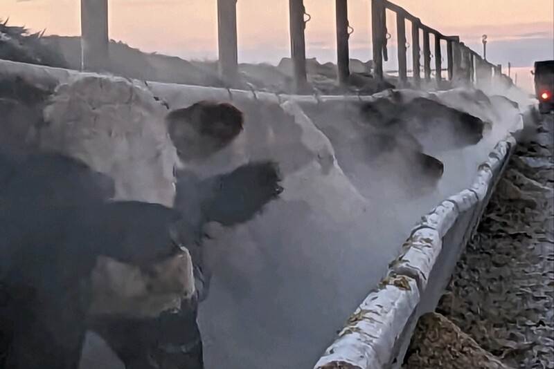 Beef.Belt_.jpg