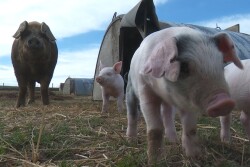 pasture raised pork pigs jakes country meats